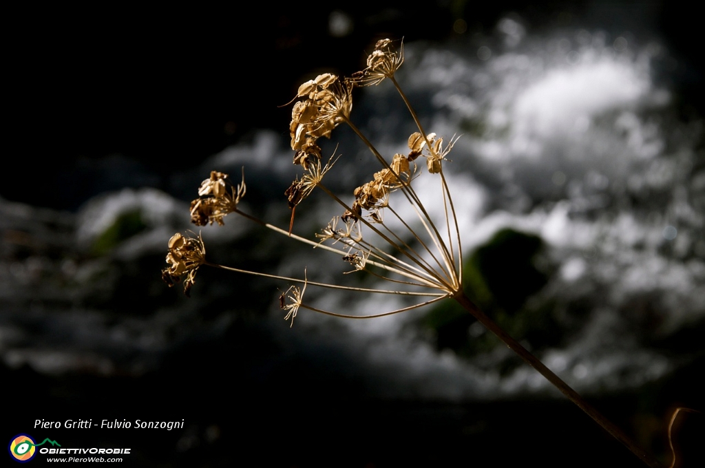 13 Resti di fioriture estive - foto Fulvio.jpg